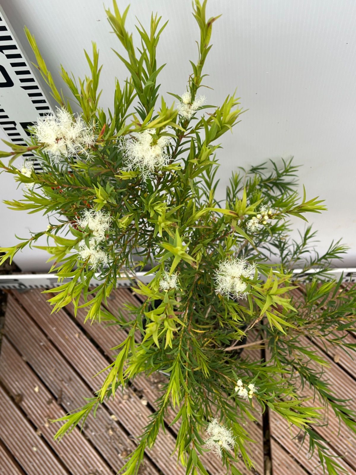 【花苗】メラレウカ　スノーインサマー　① 5号鉢　メルカリ便発送 花苗】メラレウカ スノーインサマー ① 5号鉢 メルカリ便発送