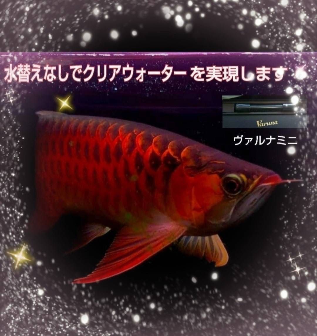 水質改善の新革命!ヴァルナ15センチ 水槽の透明度が抜群になり 水質改善の新革命!ヴァルナ15センチ 水槽の透明度が抜群になり