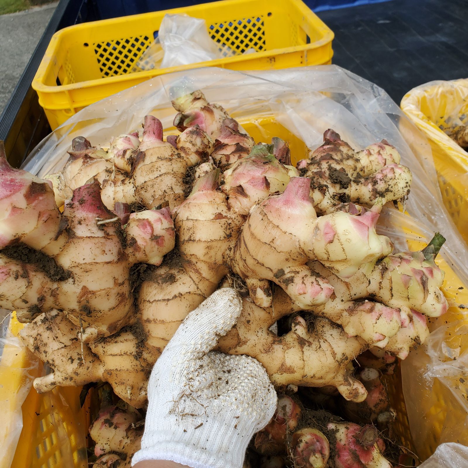 高知県産 土付き新生姜10kg 高知県産 土付き新生姜10kg