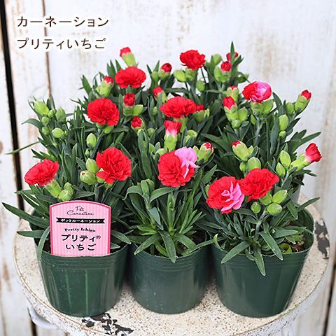 花苗 カーネーション プリティいちご 3号 栄養系 多年草 四季咲き 赤