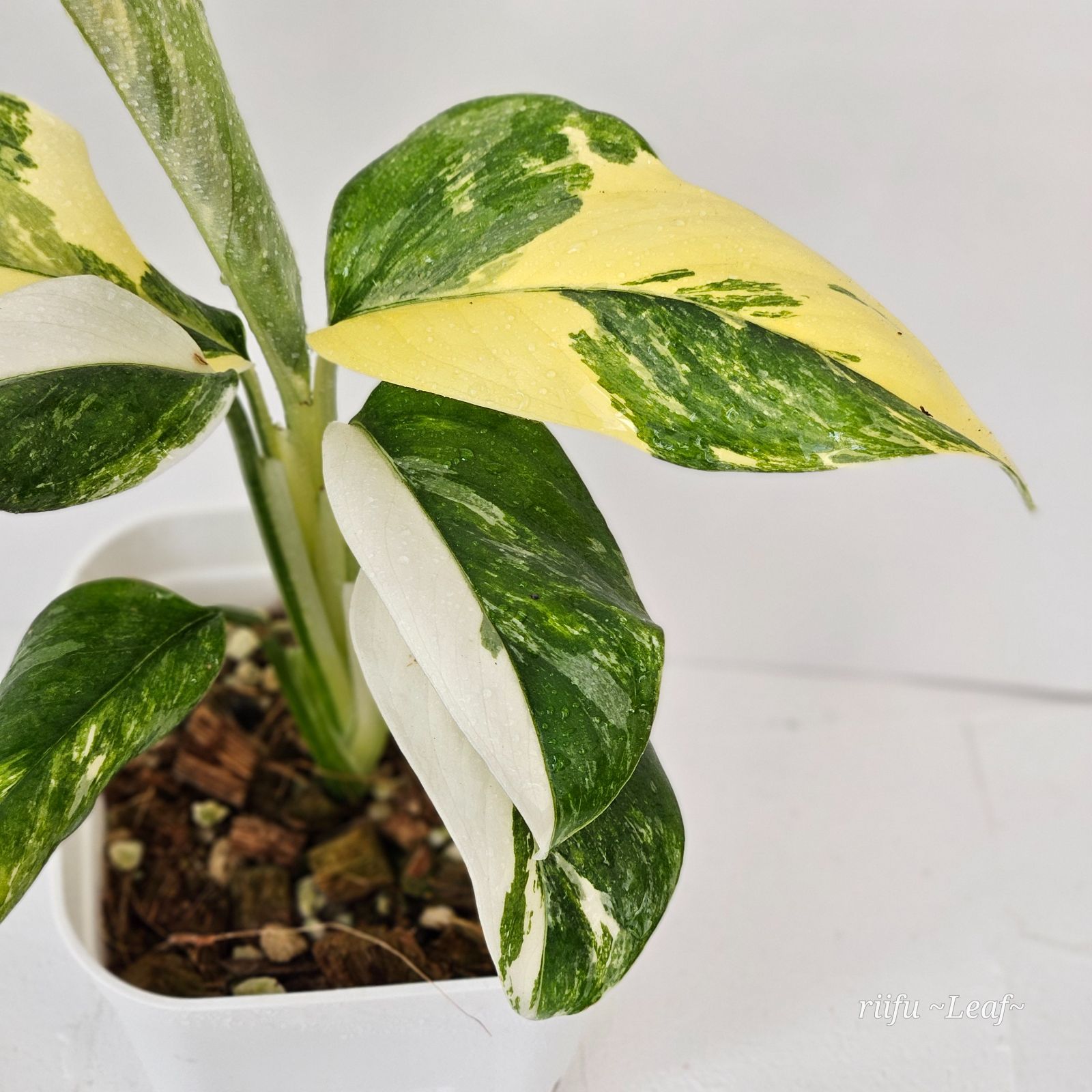 Monstera Lechleriana Variegated》モンステラ レクレリアナ 斑入り 美 