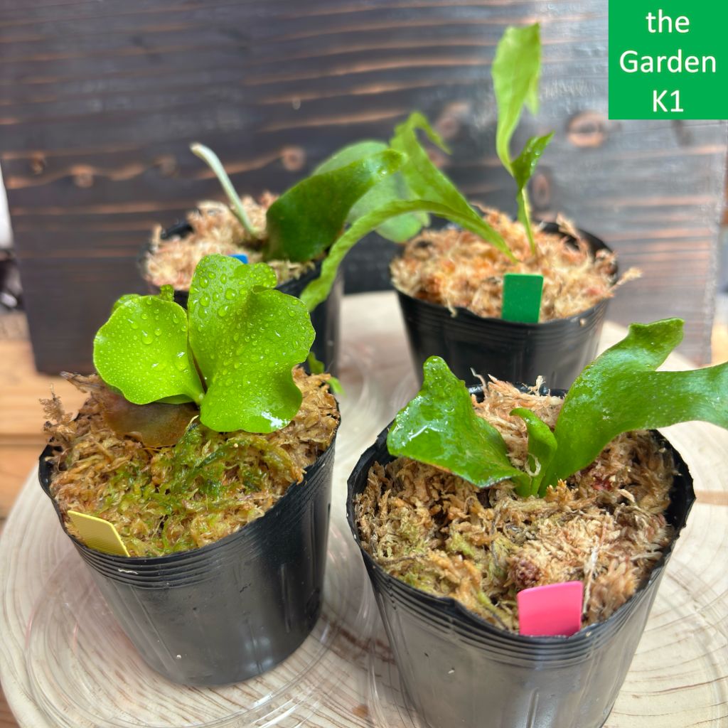 ビカクシダ　3点セット ビカクシダ3株セット+ドリナリア1株 P3D1_007 - メルカリ