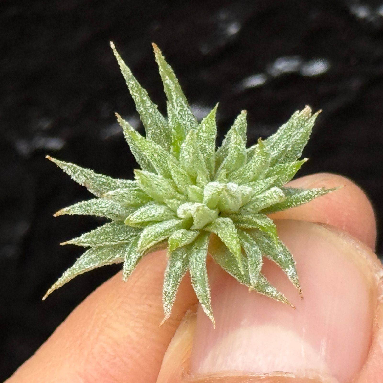 2点セット、イオナンタモンストローサ&スプレンゲリアナ(tillandsia) 2点セット、イオナンタモンストローサ&スプレンゲリアナ