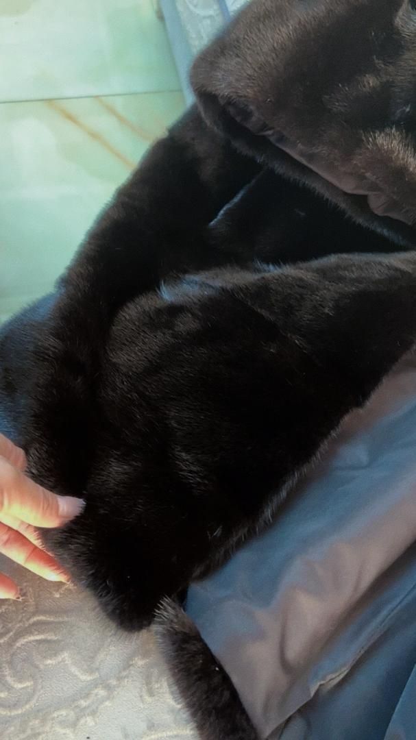 手触り気絶級! 帽子付 上質シェアードミンクコート黒ミンクファーコート毛皮 GULLKHAN_COM