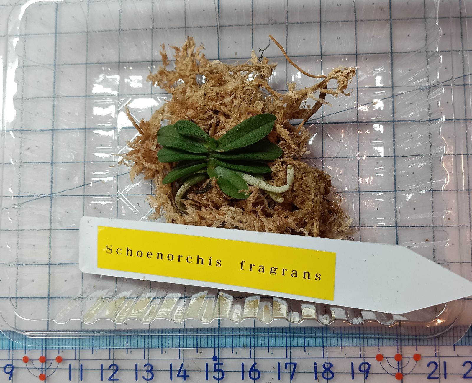 洋蘭 ショエノルキス フラグランス Schoenorchis fragrans - メルカリ