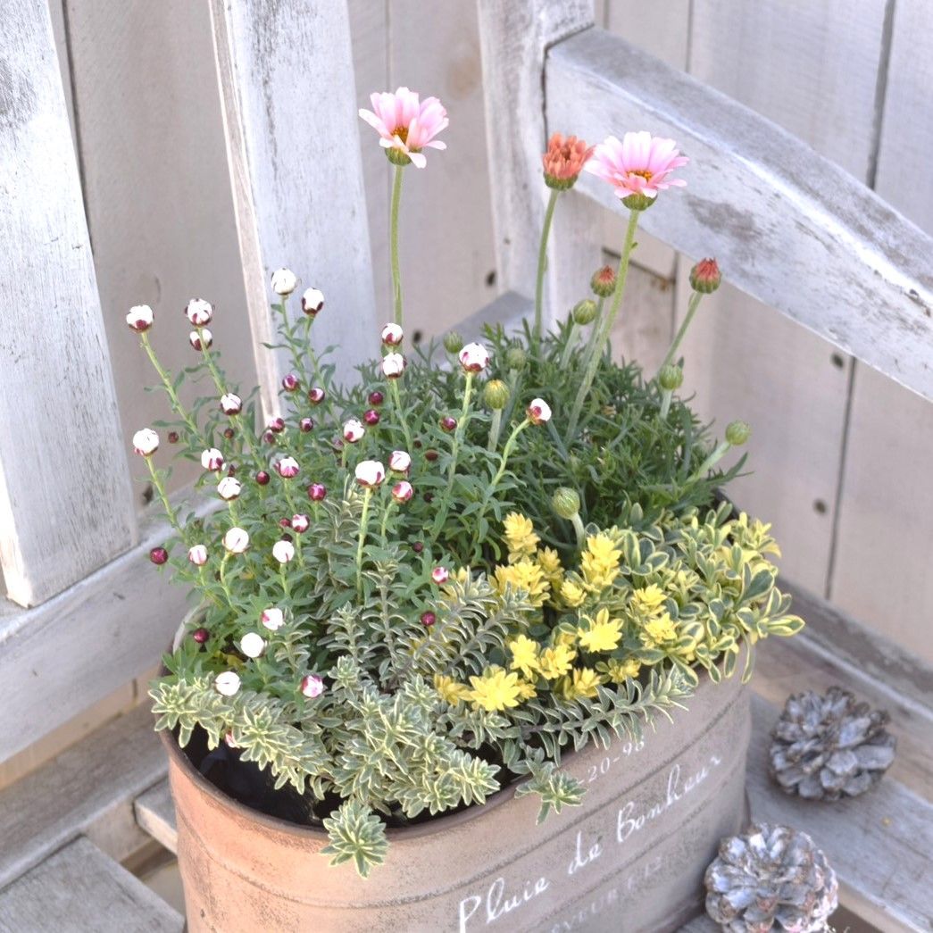 寄せ植え プランター