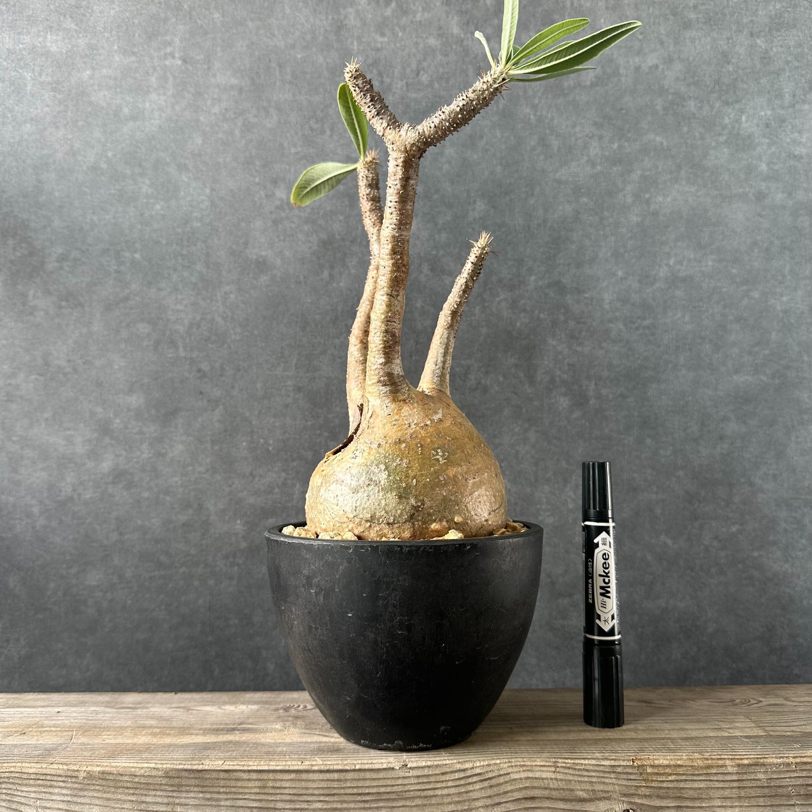 グラキリス 鉢付き 現地球・発根済】パキポディウム グラキリス 鉢付き 塊根植物