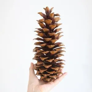 2026年最新】シュガーパインコーンの人気アイテム - メルカリ