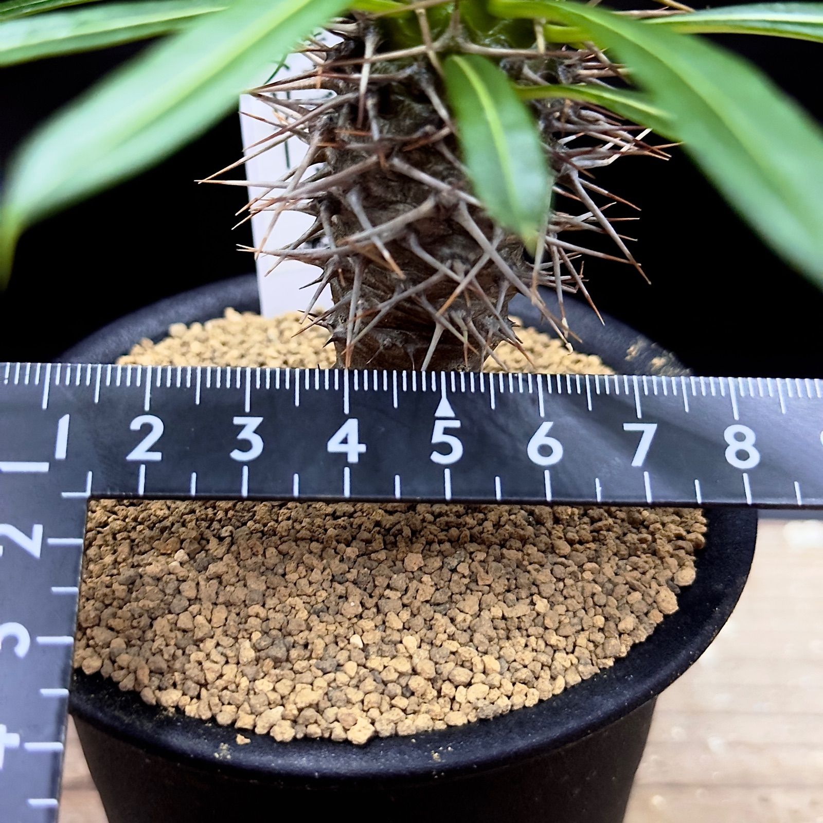 パキポディウム ラメリー 実生 抜き苗で発送 1 - メルカリ