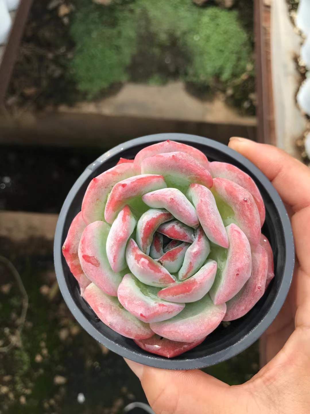 コウエンツキカゲセッカ