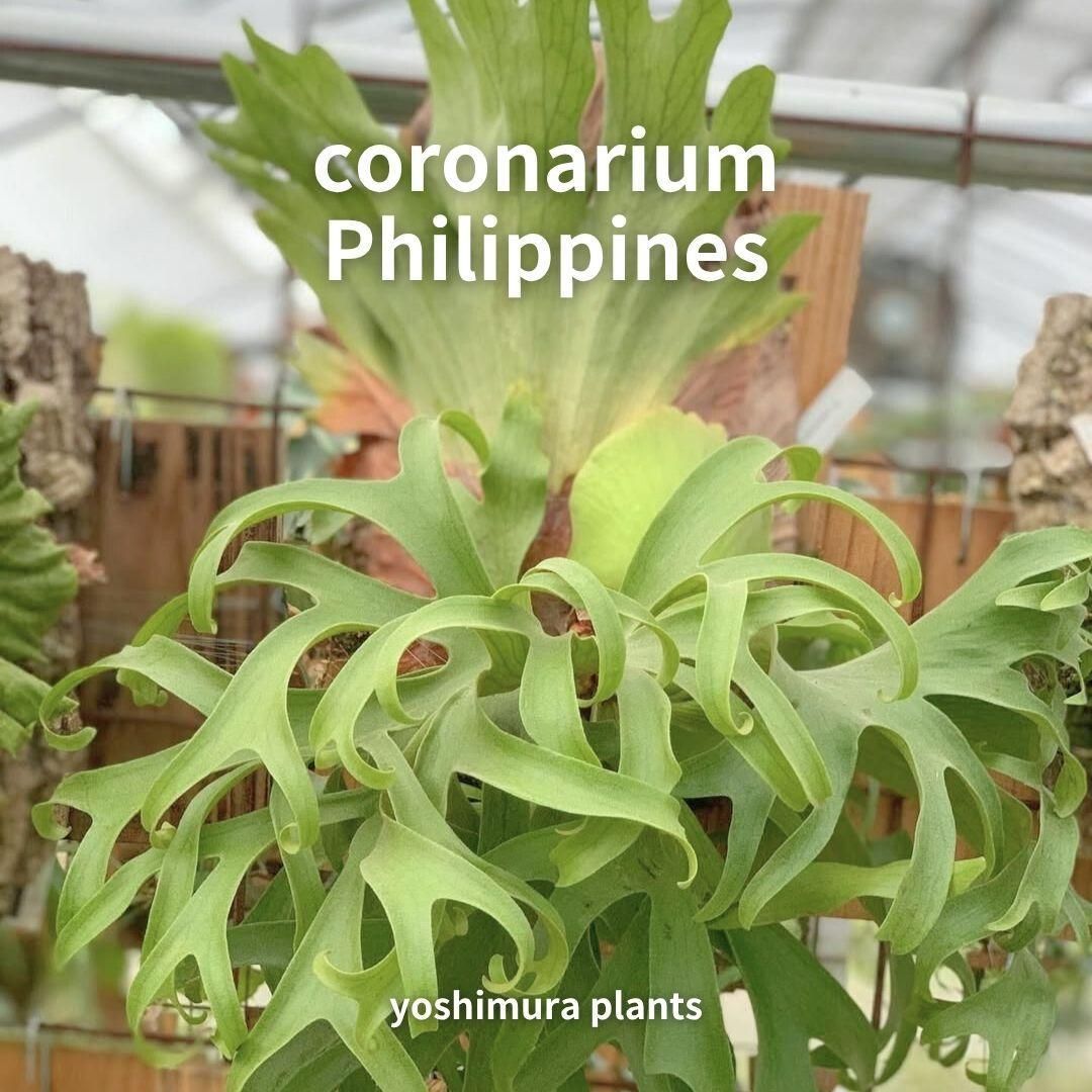 胞子] coronarium Philippines ビカクシダ - メルカリ