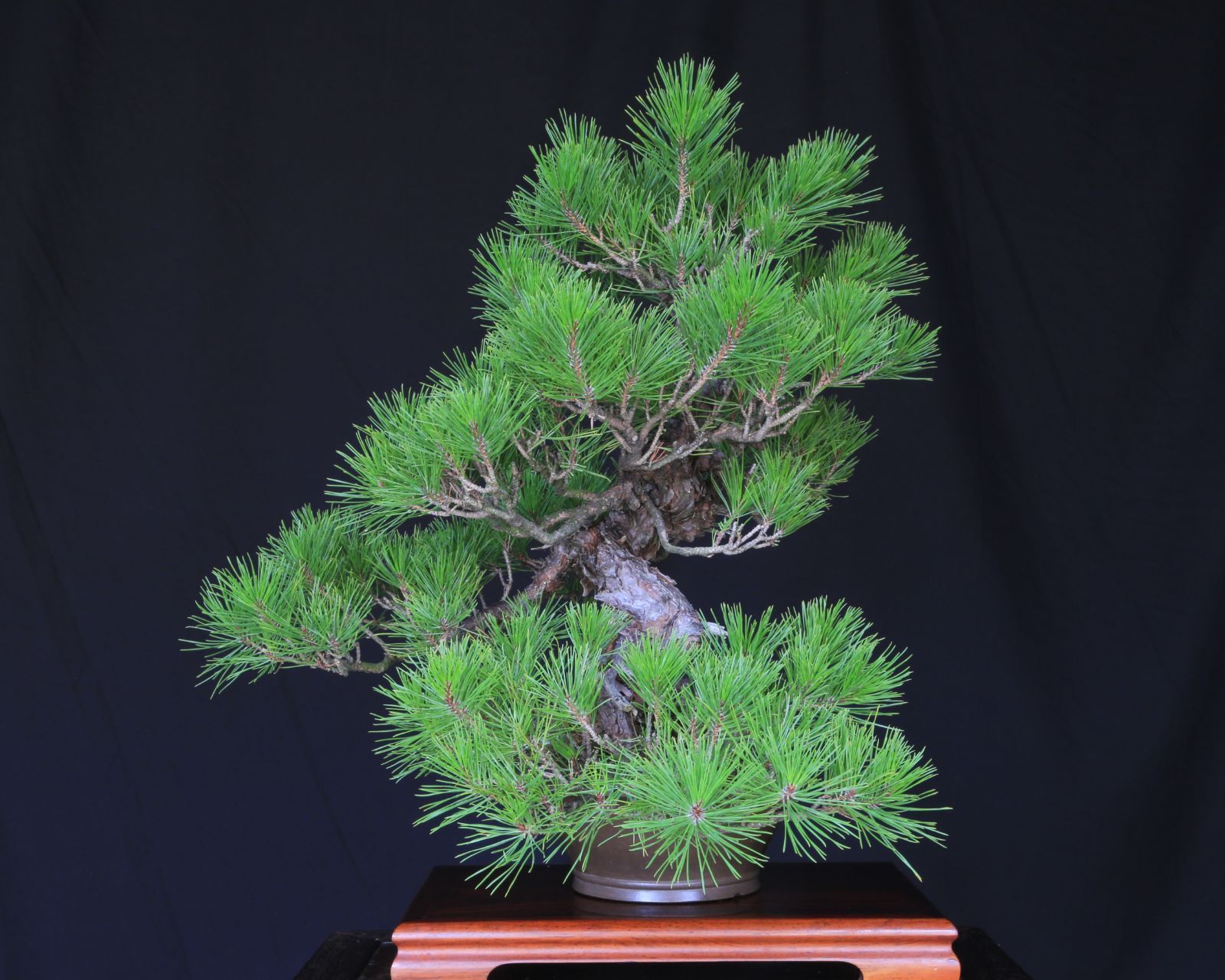 山採り赤松 模様木 中品盆栽【泰寿園 Online】現品 一点物 赤松