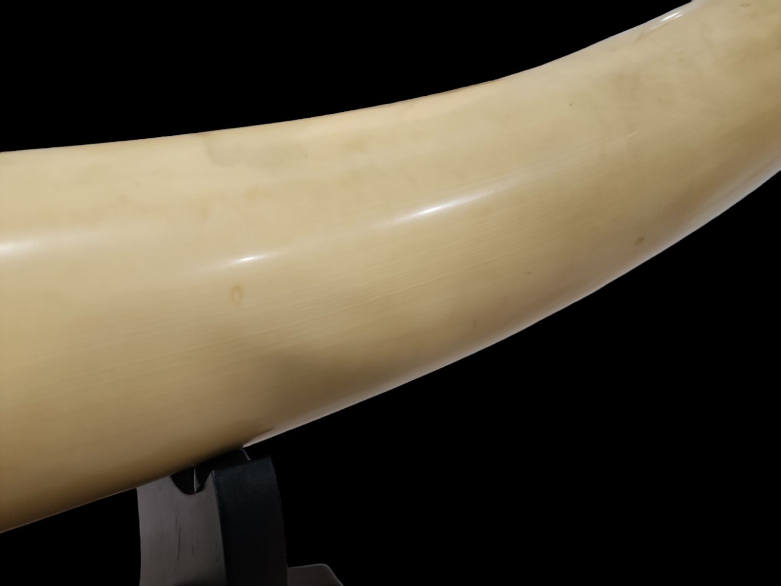 象牙風置物 練り物 一本 マンモス 特大 象牙風 置物 オブジェ