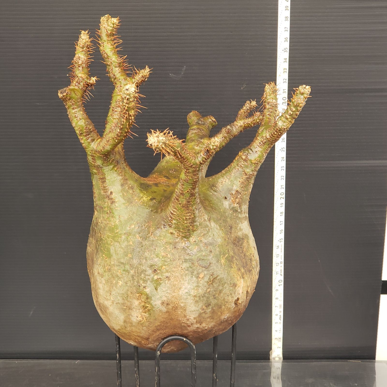 Z464【最新到着】Pachypodium グラキリス(L)(現地球・抜き苗 Z464【最新到着】Pachypodium グラキリス(L)(現地球・抜き苗