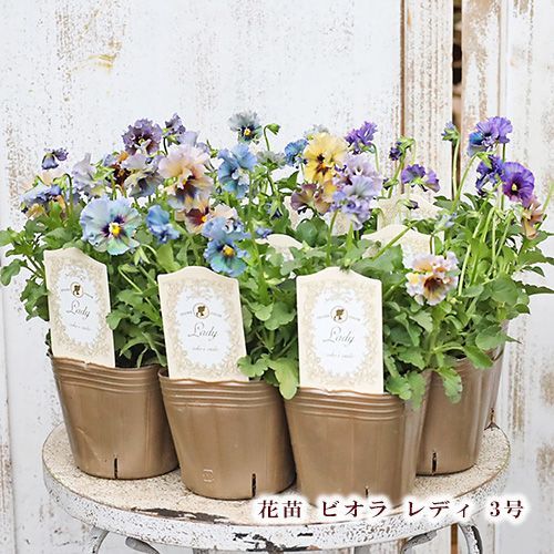 KU様専用ページ】 ビオラ レディ - メルカリ