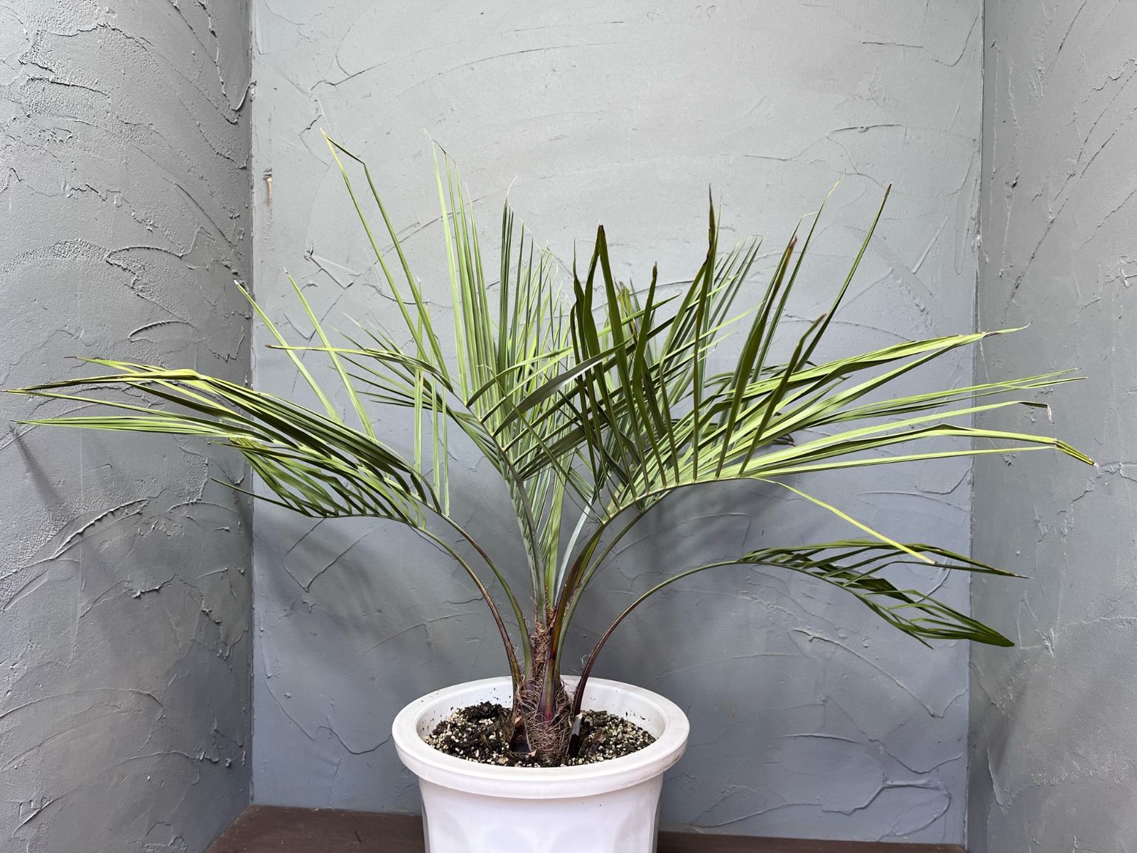 ココスヤシ　幹太　大きめ ココスヤシ 幹太 大きめ ✨極太幹ココスヤシ🌴 大型シルバーリーフヤシ