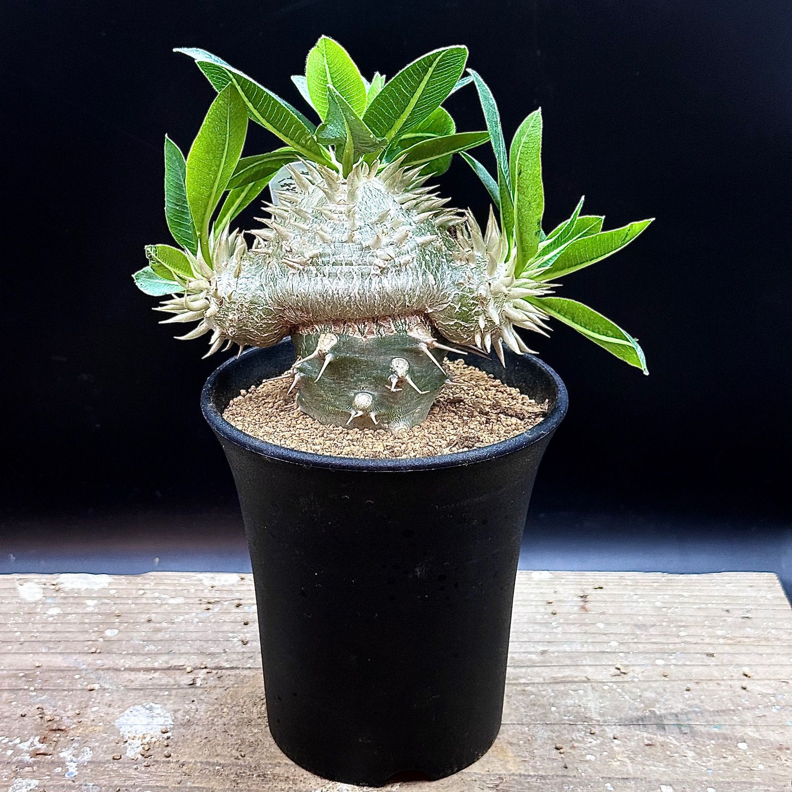 大赤字価格❗️パキポディウム レウコキサンツム 恵比寿笑 白花