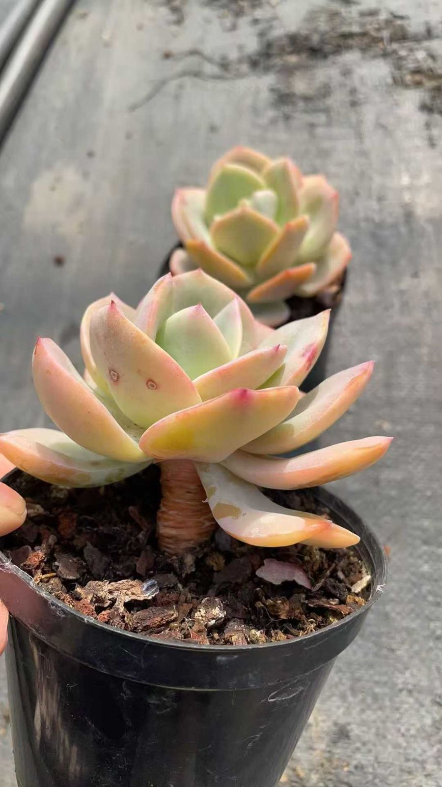 ロココ MY6×18鉢 抜き苗 多肉植物 エケベリア サボテン 韓国苗 新入荷 抜き