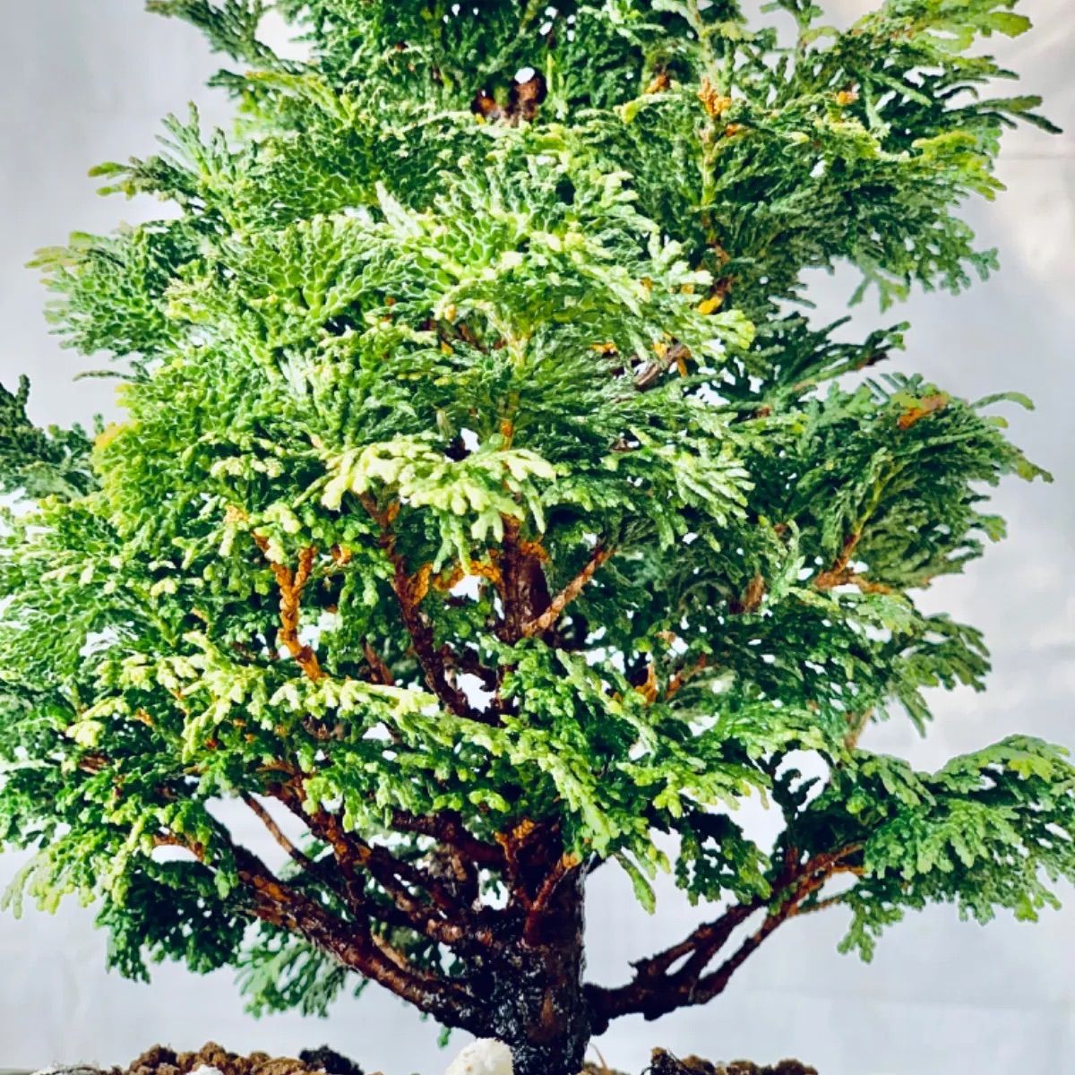 津山檜 小品盆栽 つやまひのき - メルカリ