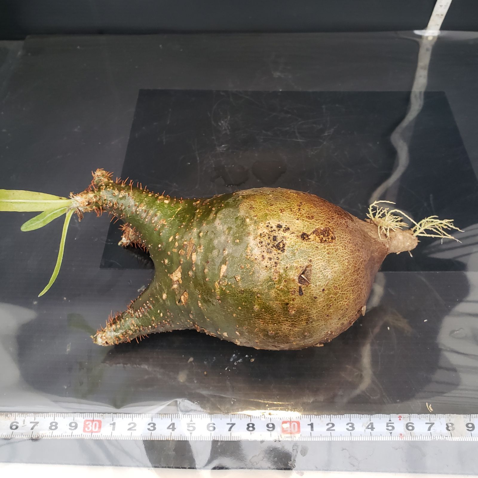 ラ262「現地株」パキポディウム グラキリス L 抜き苗 ル262 「現地株