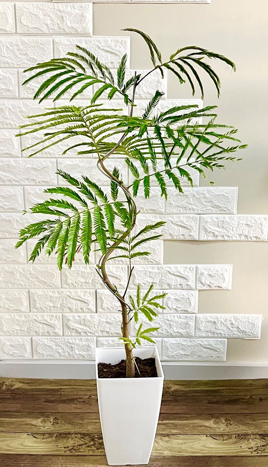 エバーフレッシュ 曲がり　螺旋状　観葉植物 鉢植え らくらくメルカリ便 エバーフレッシュ⭐️螺旋曲がり - メルカリ