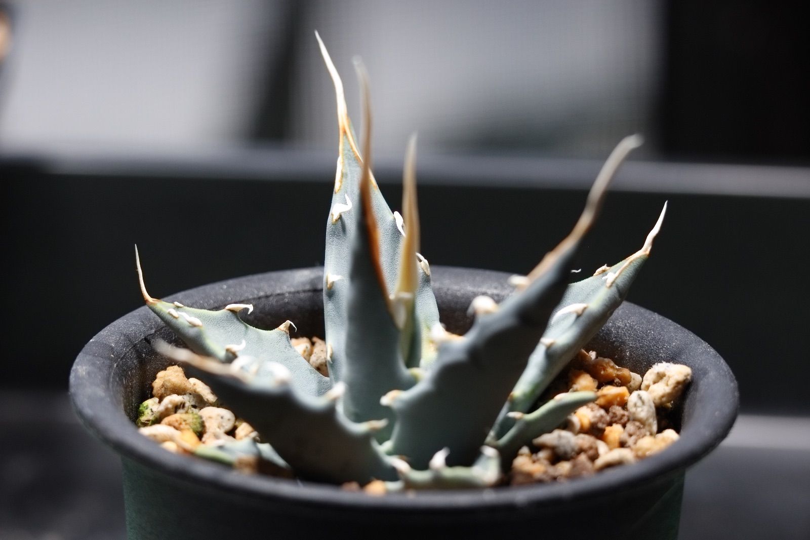 アガベ ユタエンシス エボリスピナ ベガス 種子 1000粒 アガベの種子