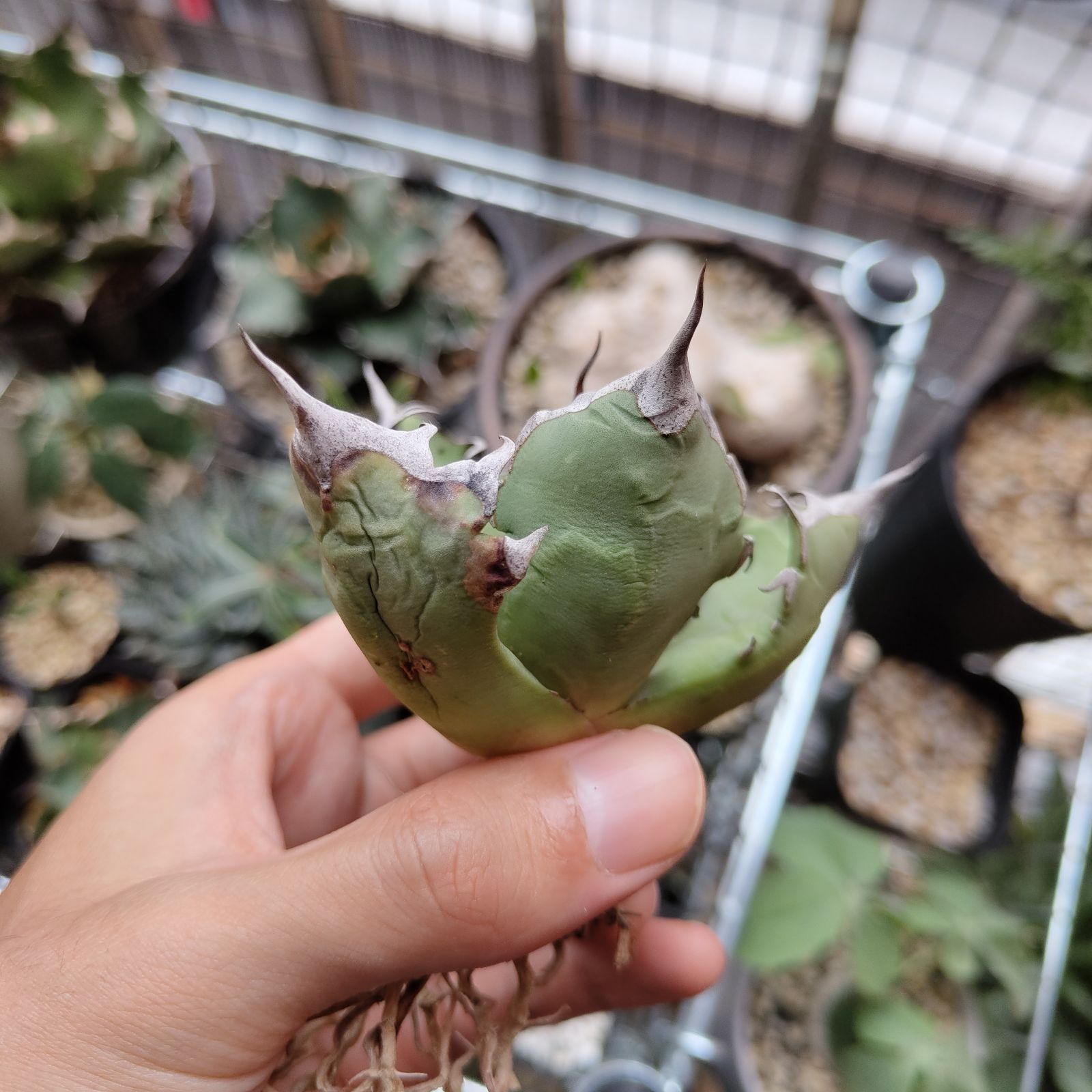 アガベ・チタノタ・キョウト（KYOTO） アガベ チタノタ キョウト Agave titanota KYOTO | 碧屋 midoriya