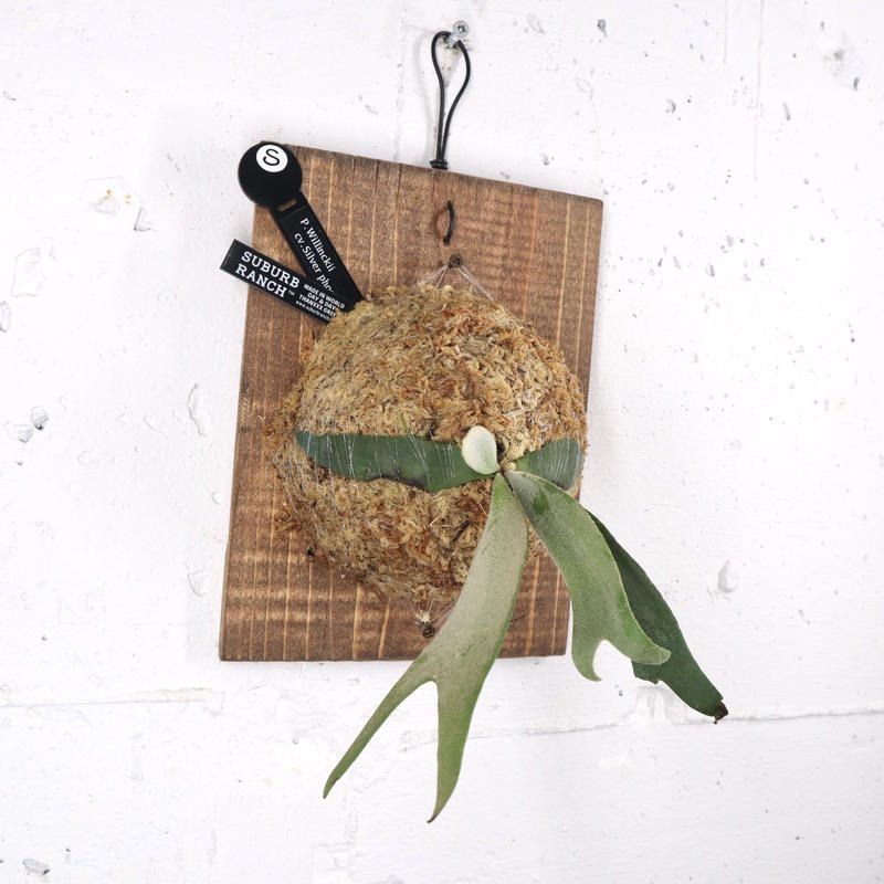 P1346 ビカクシダ ウィリンキーシルバーフェニックス P. Willinckii cv