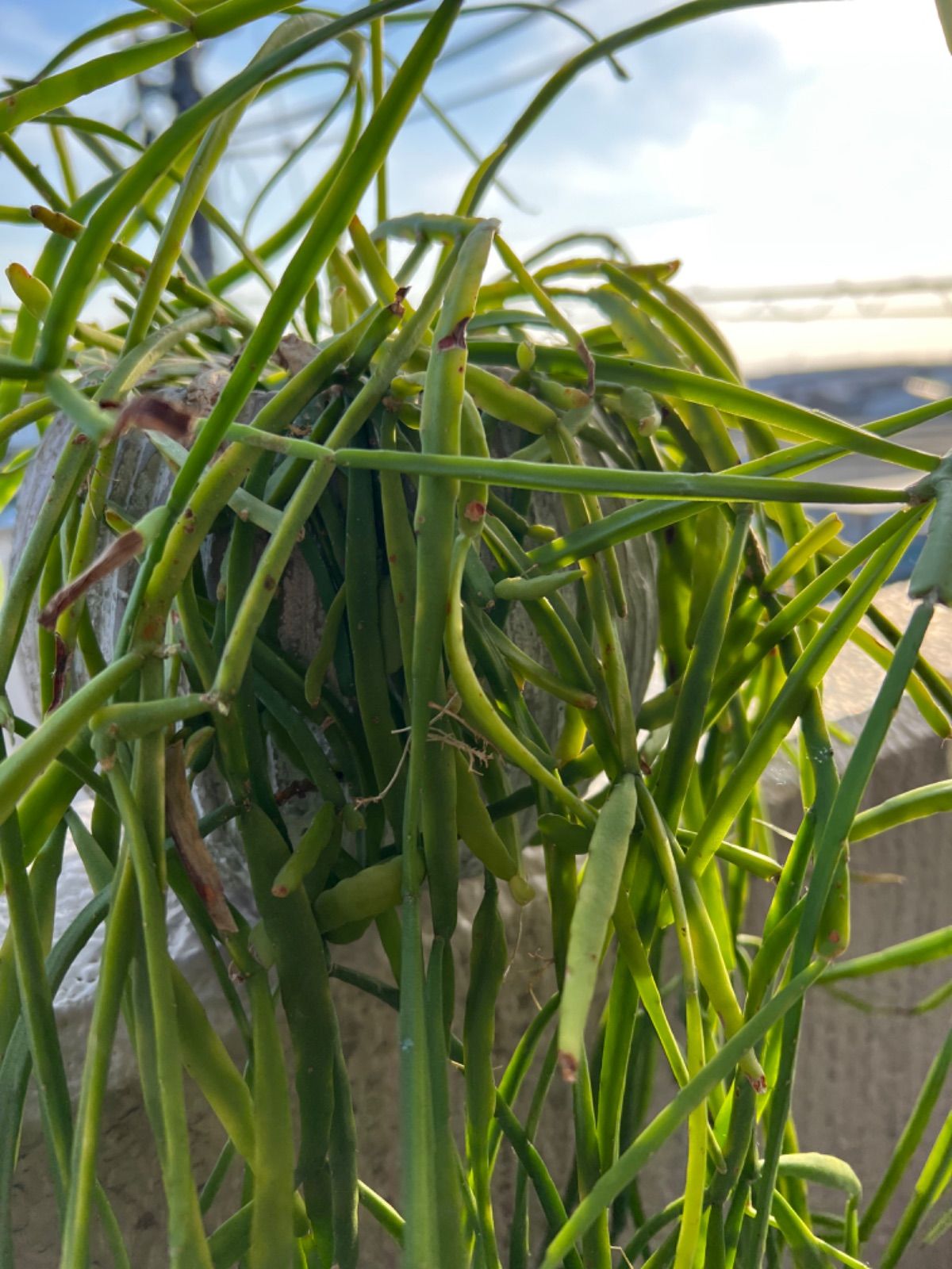 ご検討用 リプサリス メガランサ カット苗 発根済 3300円になります ご検討用 リプサリス メガランサ カット苗 発根済 3300円になります