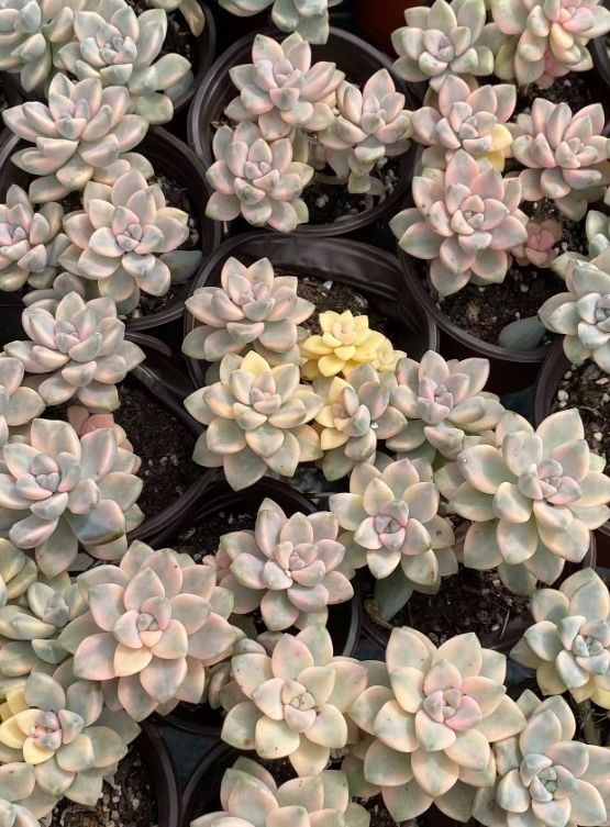 PMA 1/43 ニコ・ロズベルグ メルセデスGP MGP W01 2010 MINICHAMPS