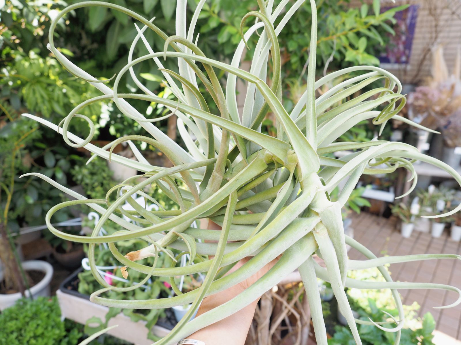 超超特大サイズの チランジア デュラティ Tillandsia エアプランツ - メルカリ