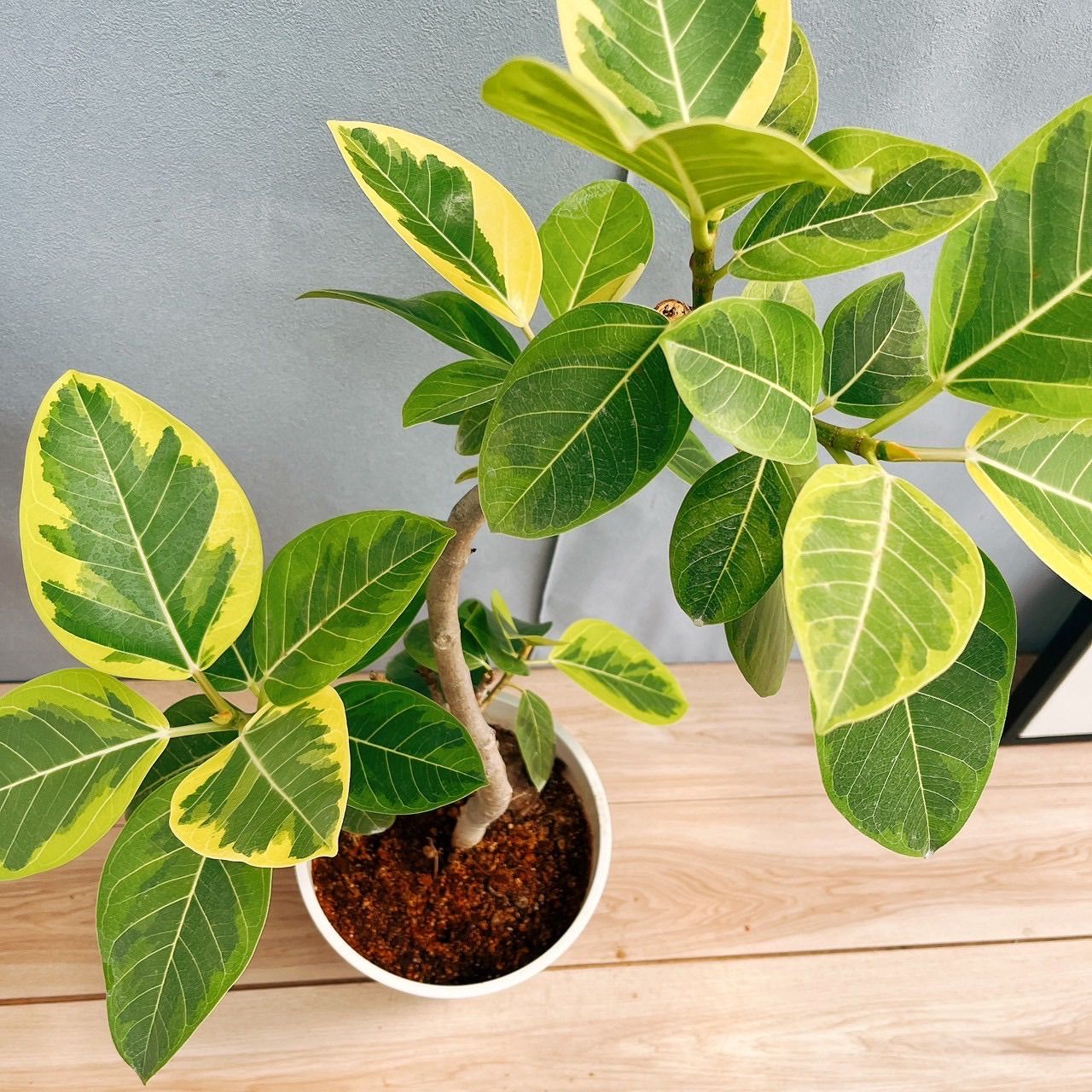 現品］98番 フィカス アルテシマ 曲がり 8号 観葉植物 室内 ゴム