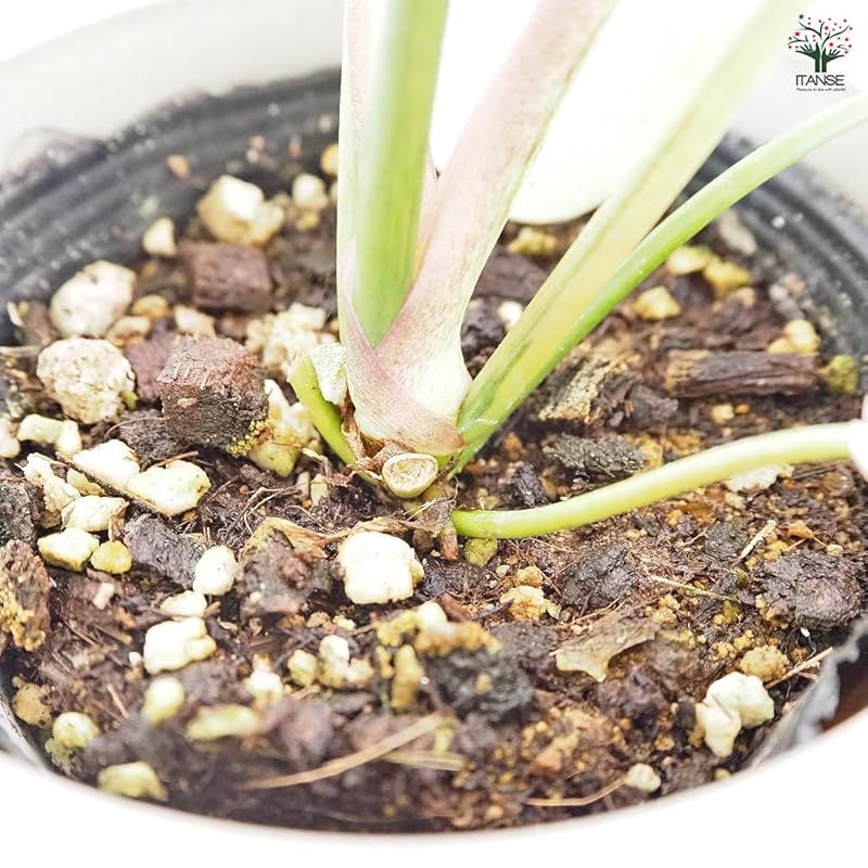 Drift サトイモ科