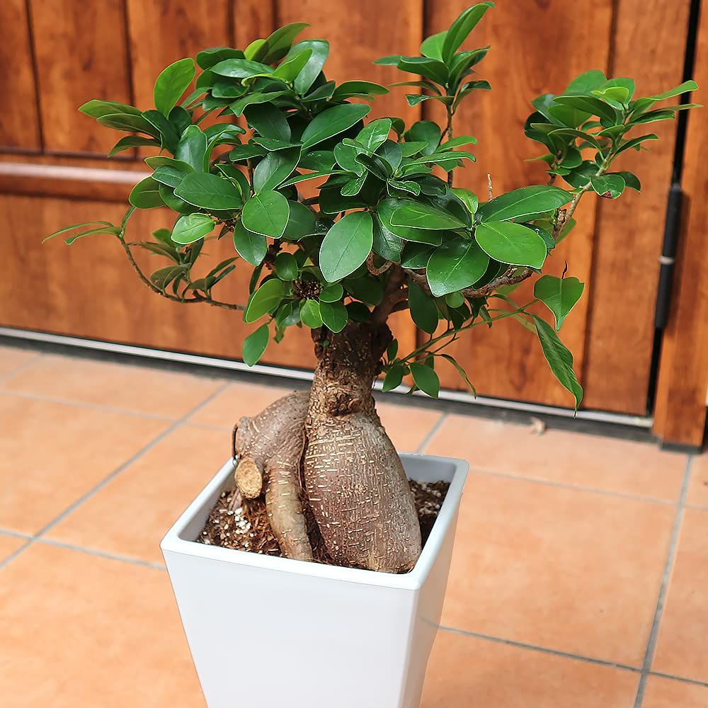 など●初心者にも丈夫で育てやすい観葉植物 原生地では20mにもなる高木ですが 盆栽仕立てのように鉢植えにして小さくして楽しみます 幹の途中から気根という根をだし 地面に付くと太くなり ガジュマルの木を支える支柱根となります 地植えにされているガジュマルはこの気