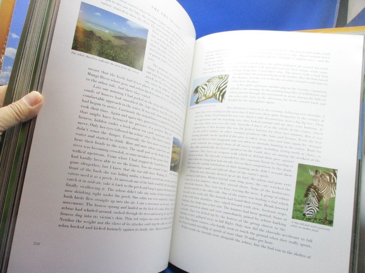 NGORONGORO ンゴロンゴロ ラインハルト キュンケル アフリ CUAOAR_JP