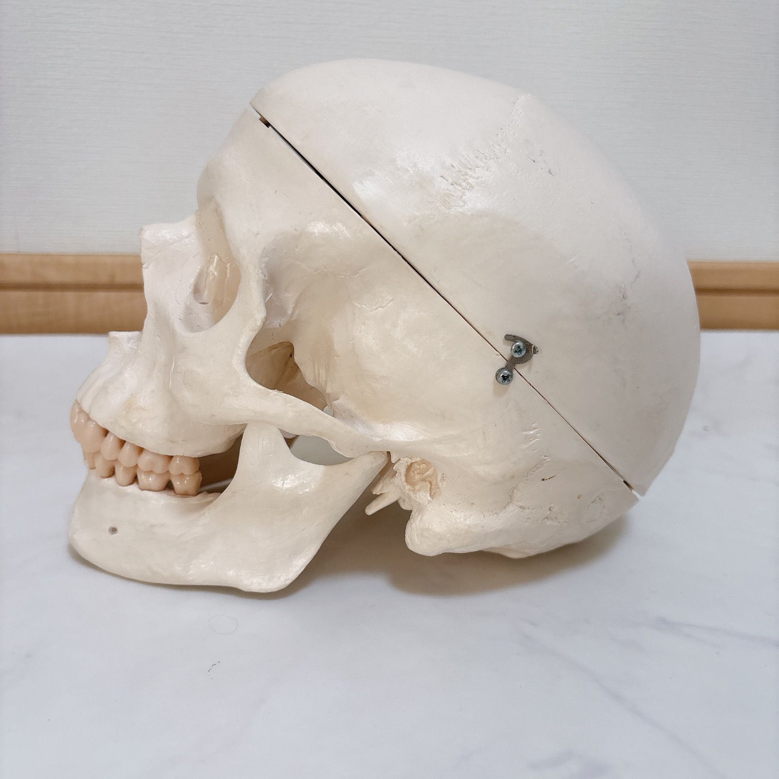 3B Scientific 頭蓋骨 人体模型 解剖学実習 ドイツ 頭蓋骨 模型 3B Scientific 解剖学 実習 頭蓋骨モデル ドイツ