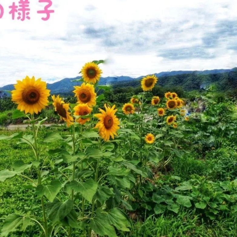 ひまわりの種 まりめ様専用 | ibirajuba.pe.gov.br