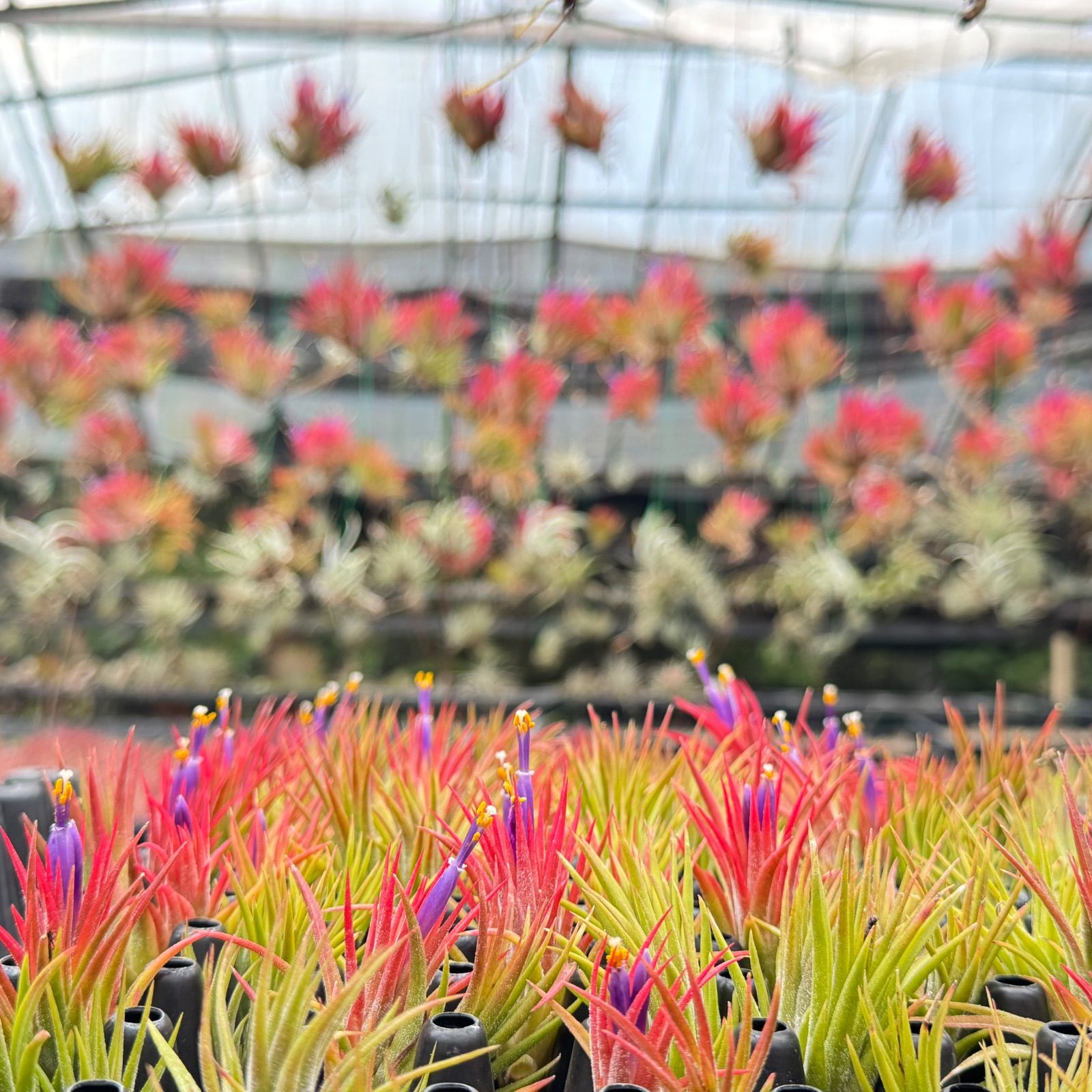 チランジア キセログラフィカ × ブラキカウロス チランジア・キセログラフィカ×ブラキカウロス Tillandsia