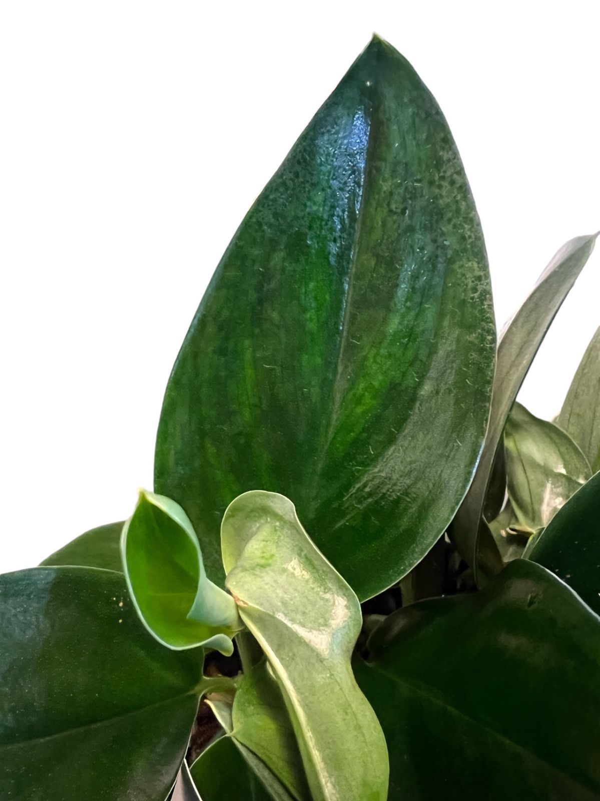 現代アート作品 松山賢 『抽象ガールと模様昆虫・白』（K.S.M.） 購入