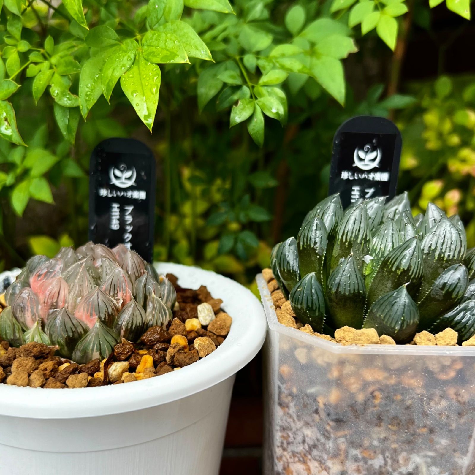 ブラックオブツーサ錦H1149、ブルーレイオブツーサH1148セット