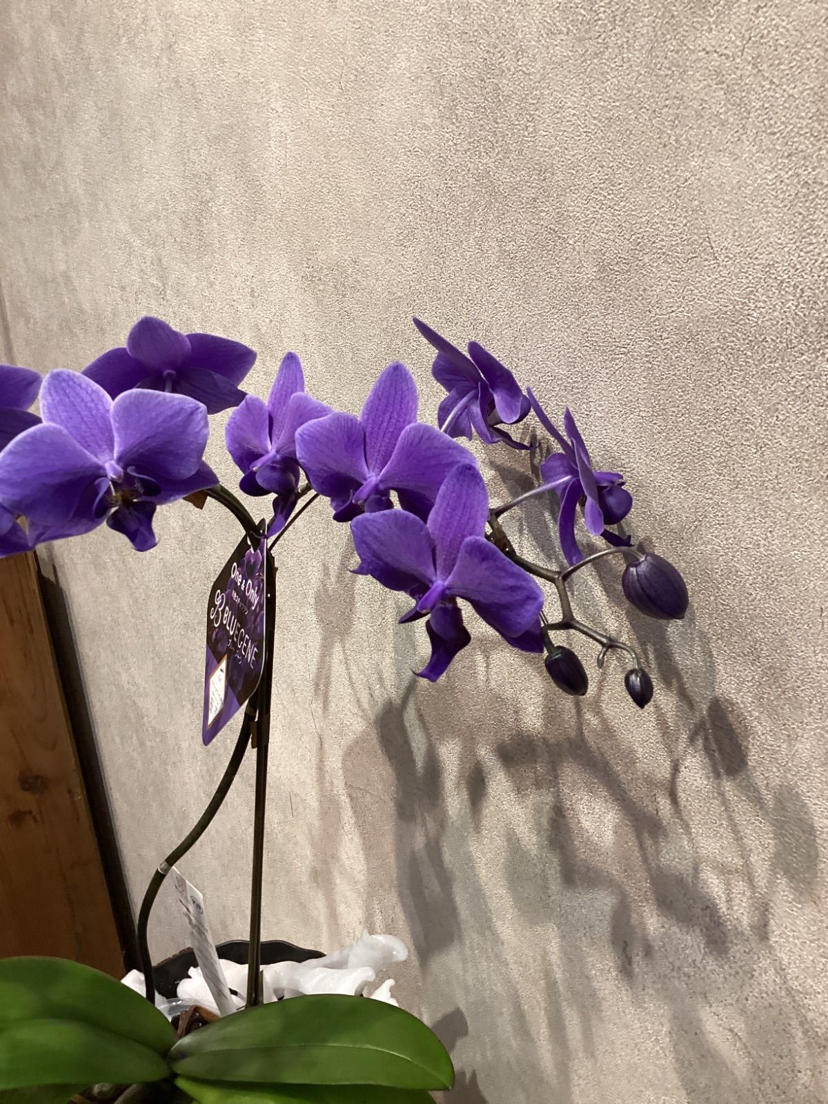入荷少なめです❗️超希少❗️胡蝶蘭❤️ブルージーン 1本立 超希少