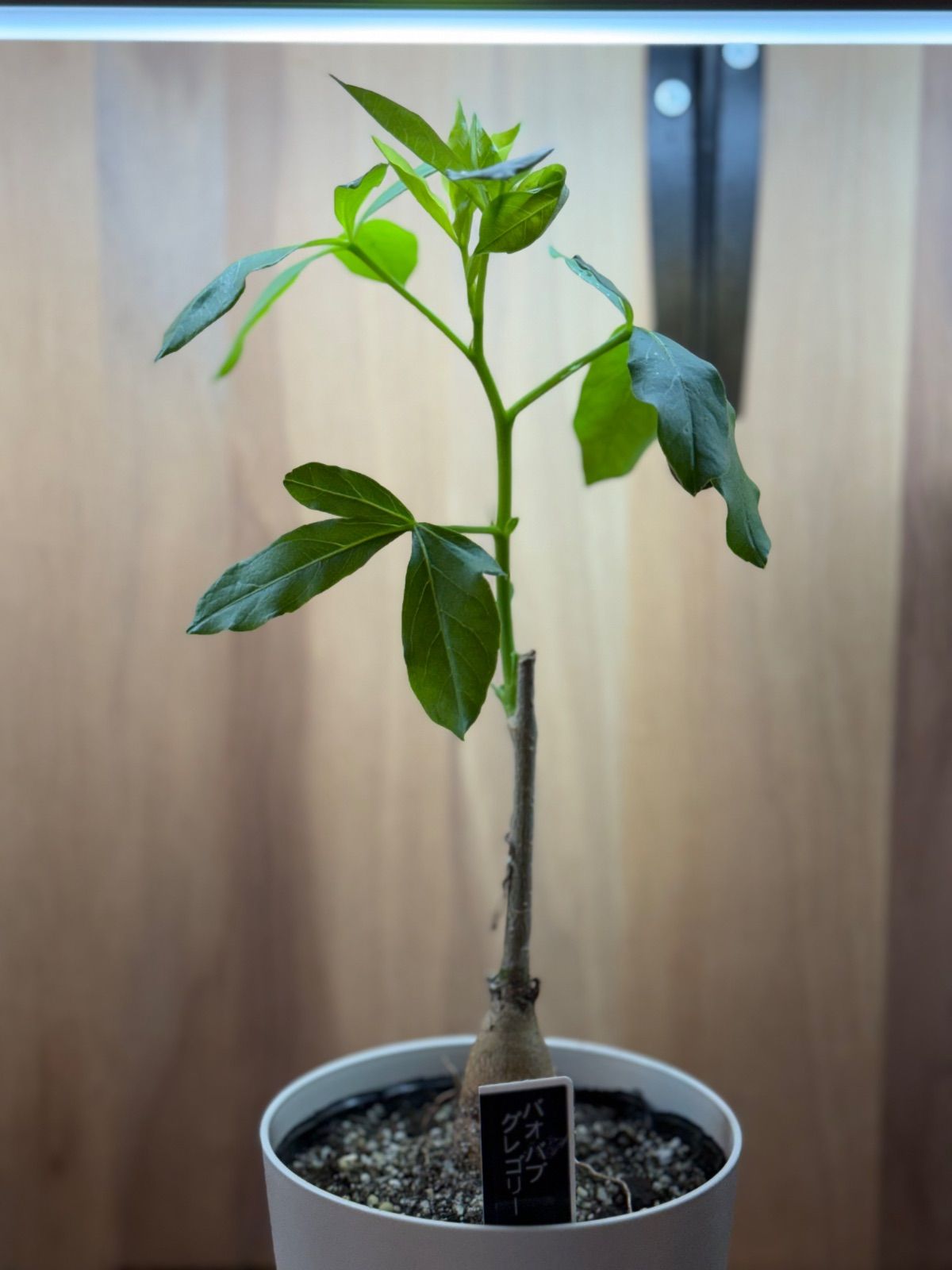 ☆希少☆ バオバブ グレゴリー - メルカリ