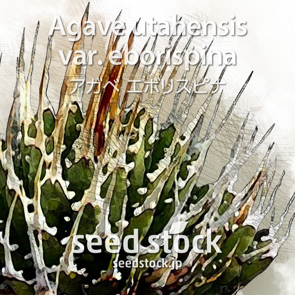 アガベの種 Agave utahensis v eborispina 100粒bromelien