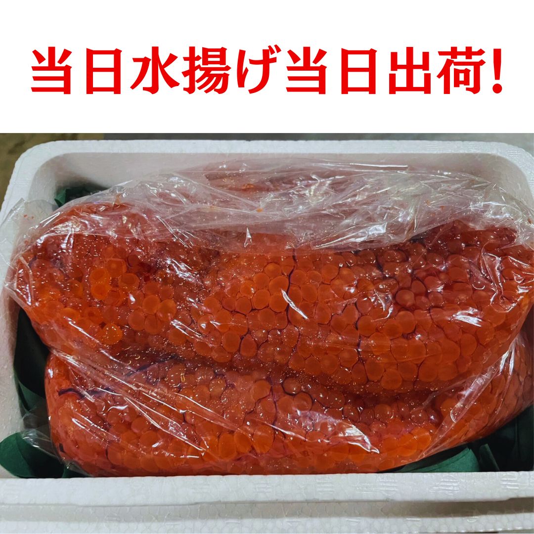 北海道産】秋鮭 生 筋子 1.1kg 本日入荷！15：00まで受注で当日に発送！ 送料無料 今が旬!!! 生筋子 季節限定 生すじこ 生いくら はらこ  いくら イクラ 筋子 - メルカリ