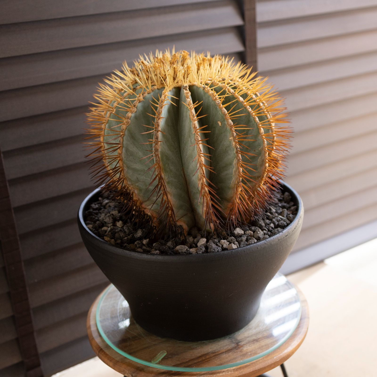 発根済】30cm 王冠竜 群生株 フェロカクタス ブルーバレルカクタス
