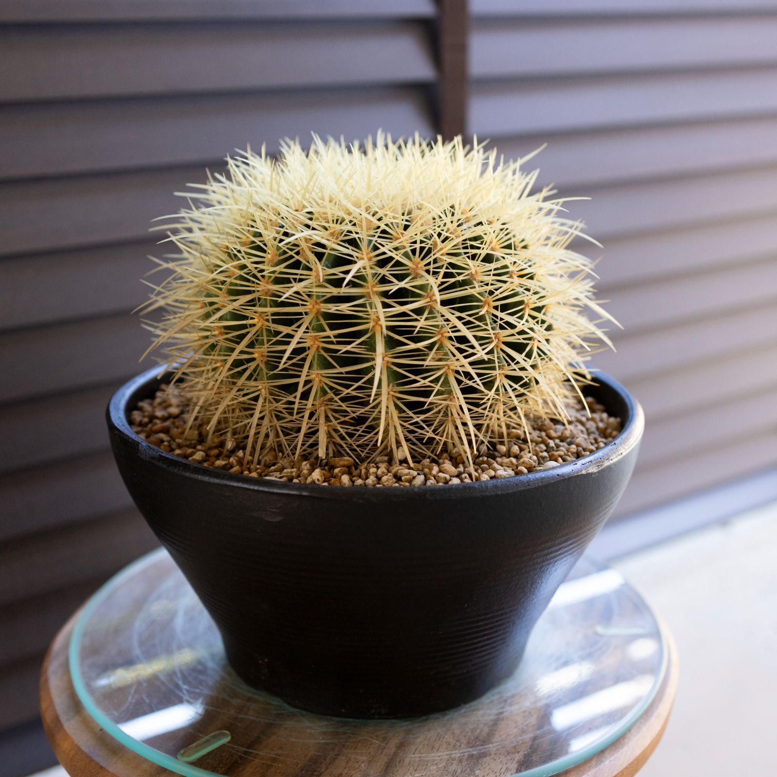 キンシャチ 陶器鉢