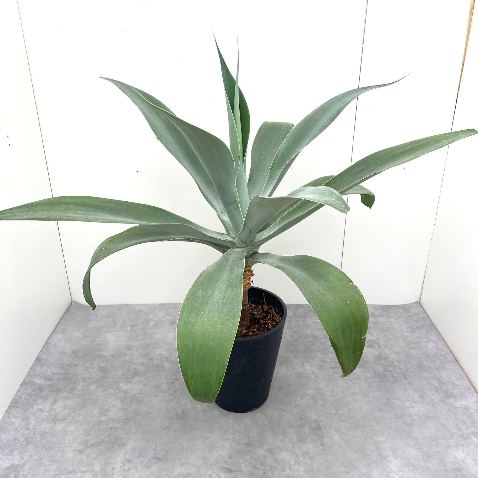 植物育成ライト 30W 6000K 5個 白色 太陽光 フルスペクトルLED09