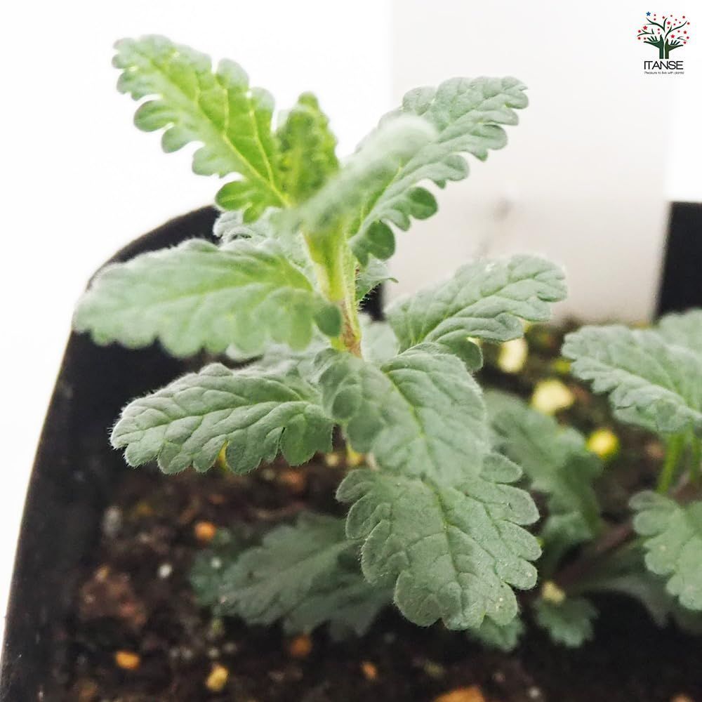 在庫処分 ウォールジャーマンダー 3号 ＩＴＡＮＳＥ セット 初心者向け 育てやすい 品種で選べるハーブ苗 学名 Teucrium chamaedrys|シソ科テウクリニウム属 ニガクサ属 耐寒性多年草|別名 ニガクサ グランドオーク Wall ger