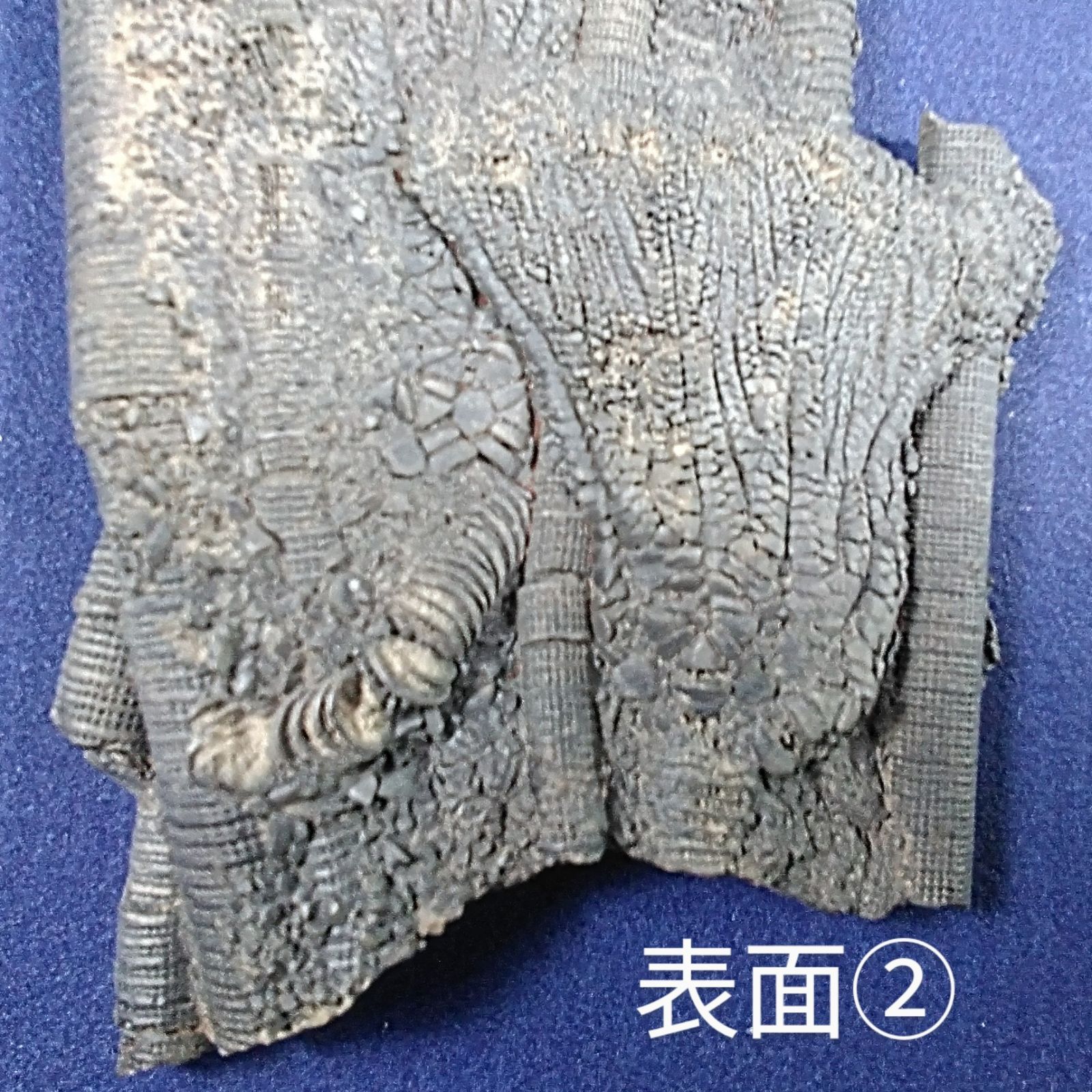ウミユリ 化石 ウミユリの化石（Arthroacantha）｜化石販売・鉱物販売の東京
