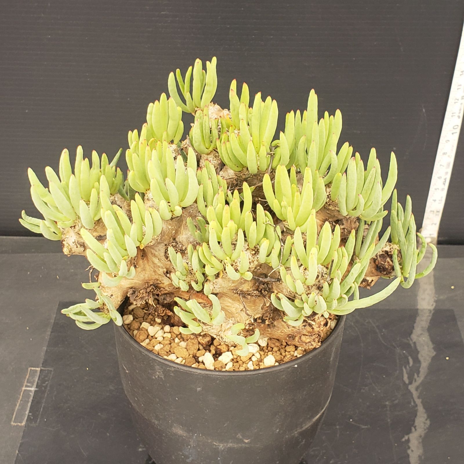 万物想 チレコドンレティキュラタス 塊根植物 観葉植物 生活雑貨 家庭